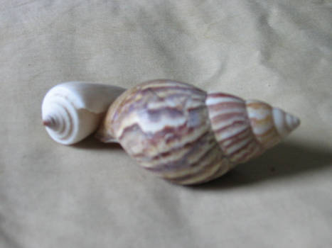 shell 4