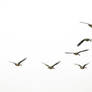 Flying Geese