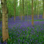 Bluebells in Cotswolds cont...