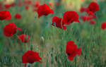 poppies by O-Gosh