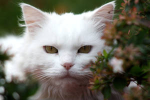 white fluffy neighbour