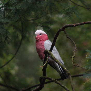 In pink and grey on green by O-Gosh