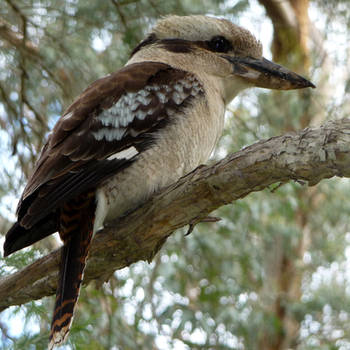 on the old gum tree by O-Gosh