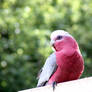 galah