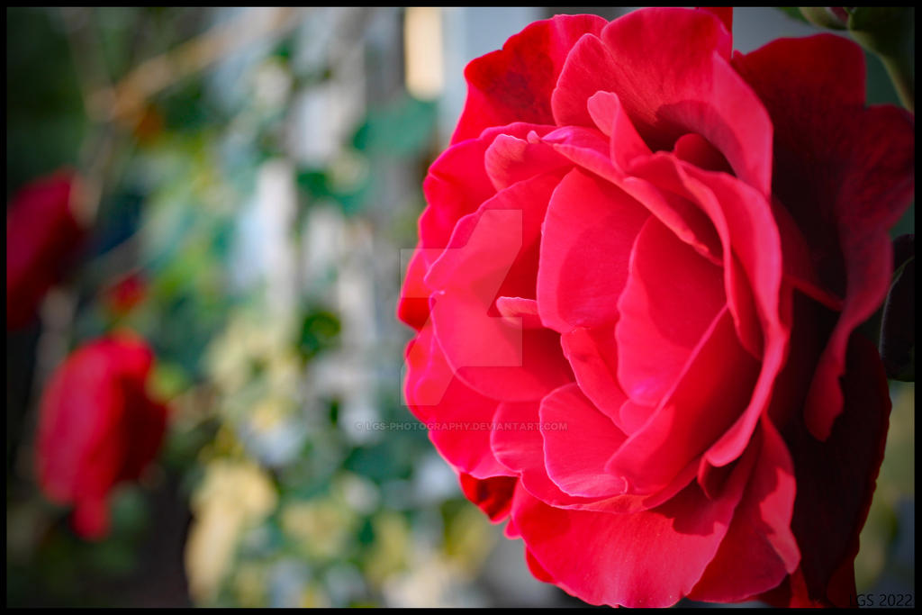 May Rose by LGS-Photography on DeviantArt