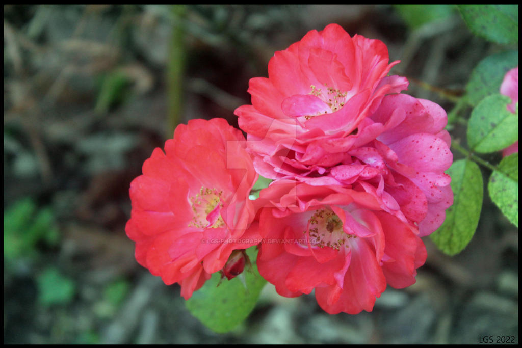 Beautiful September Text Roses September Roses by LGS-Photography on DeviantArt
