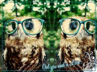 OWL you need is LOVE
