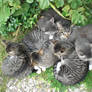 Kitten Cats Nature Sleeping