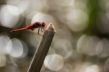 Red Dragonfly