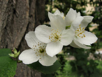 Flowert Porcelaine - Jasmine