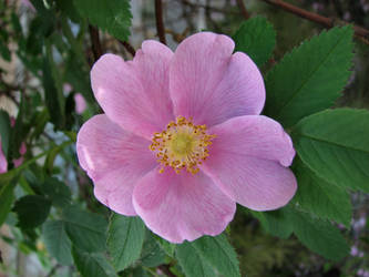 Flowery Porcelaine - Wild Rose