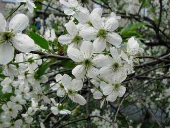 Flowery Porcelaine - Cherry