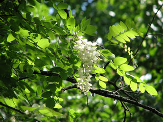 Glowing Leaves - Acacia