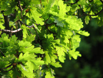 Glowing Leaves - Oak