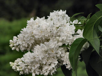 Flowery Lace - White Lilac