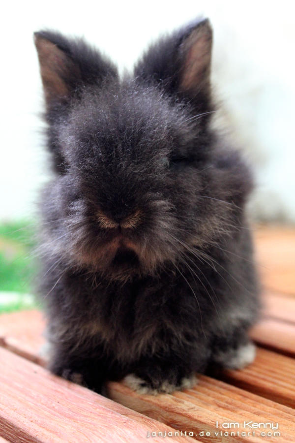 Kenie Rabbit Kenny Bunny by Janjanita on DeviantArt