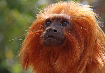 Golden Lion Tamarin