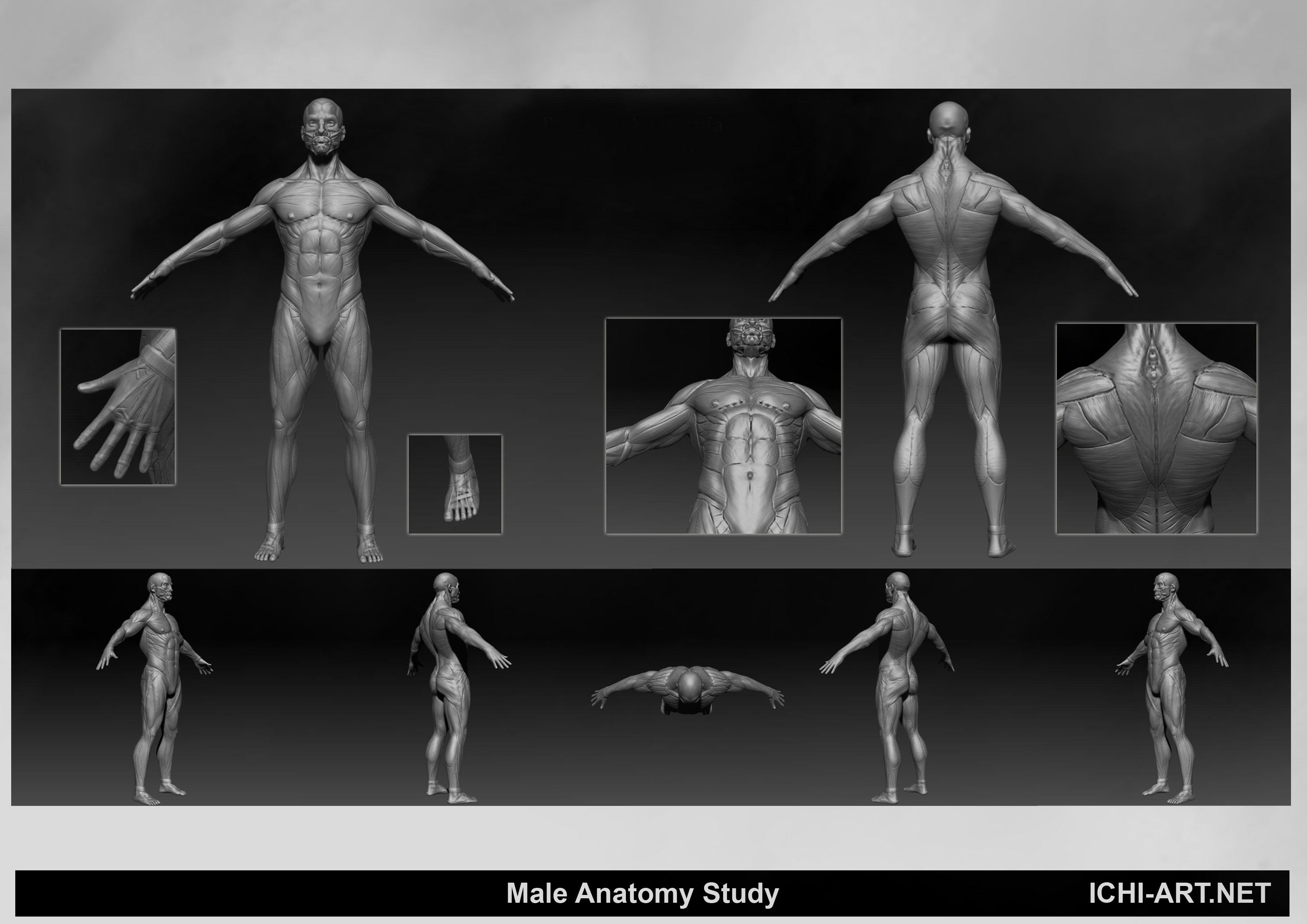 Male Anatomy