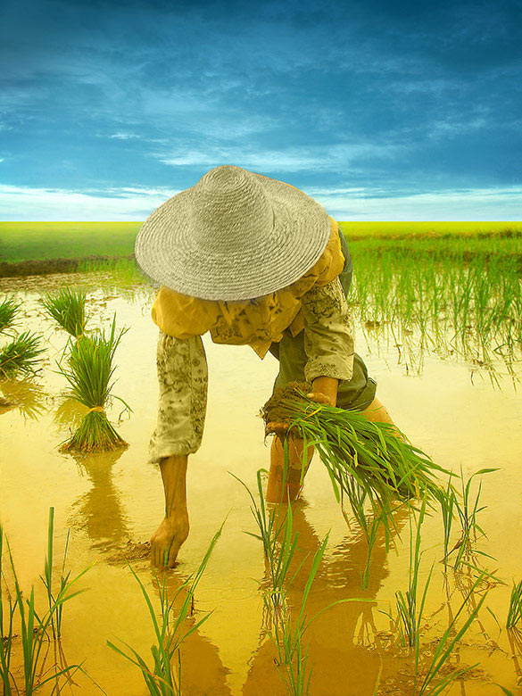 the rice field 2