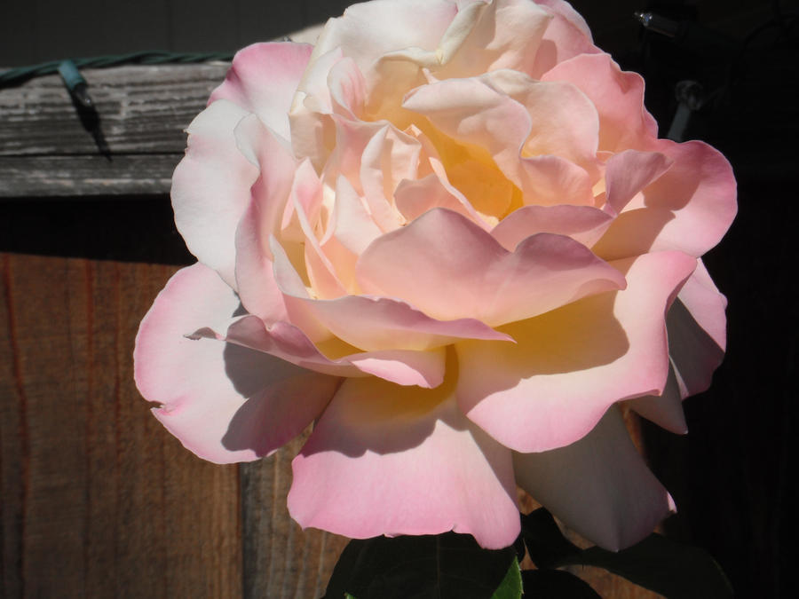 Random rose by JustInCase2 on DeviantArt