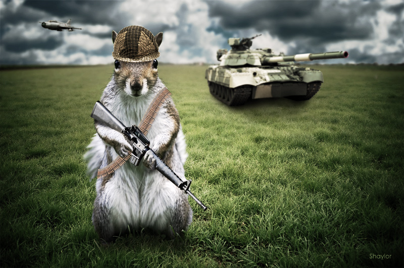 Army Squirrel