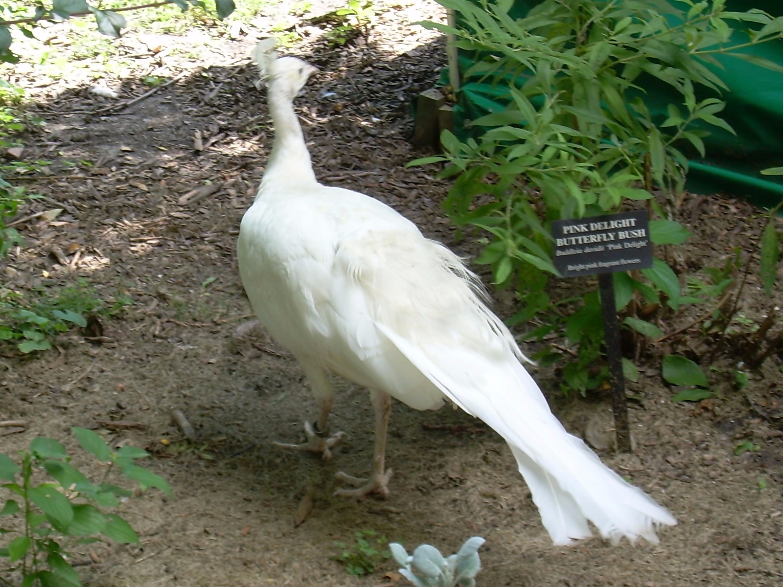 Albino Peacock