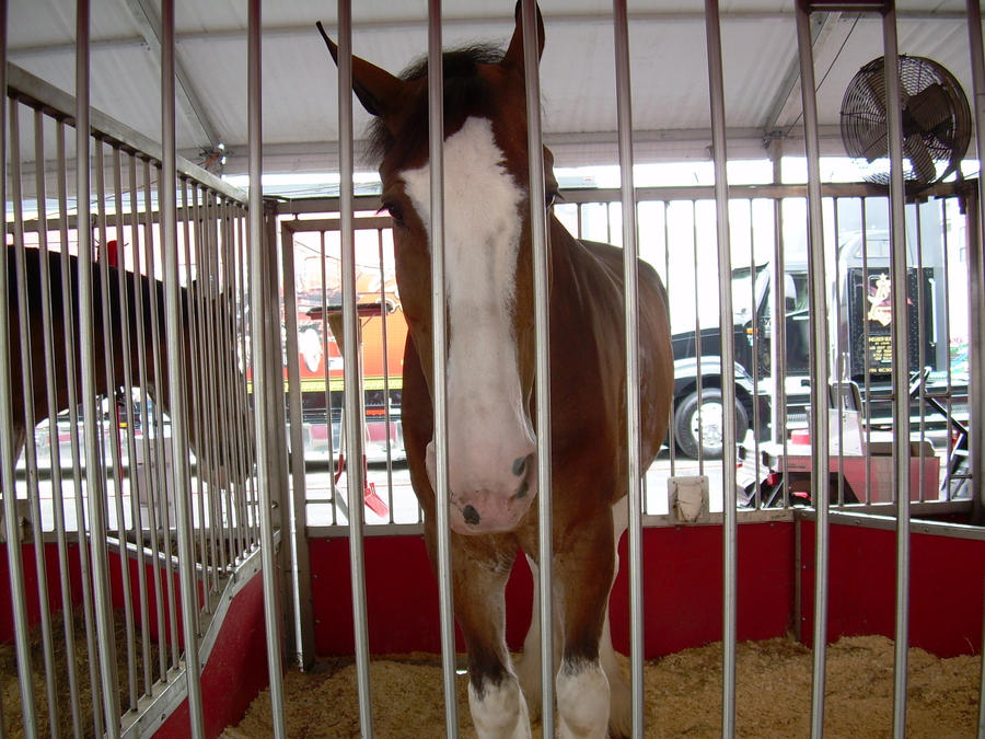 Clydesdale in Jail