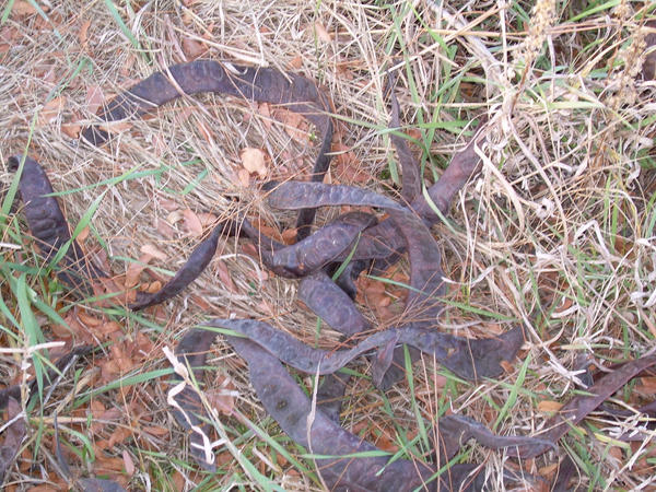 Black Locust Snakes... not by Zsantz on DeviantArt