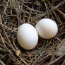 Turtledove eggs