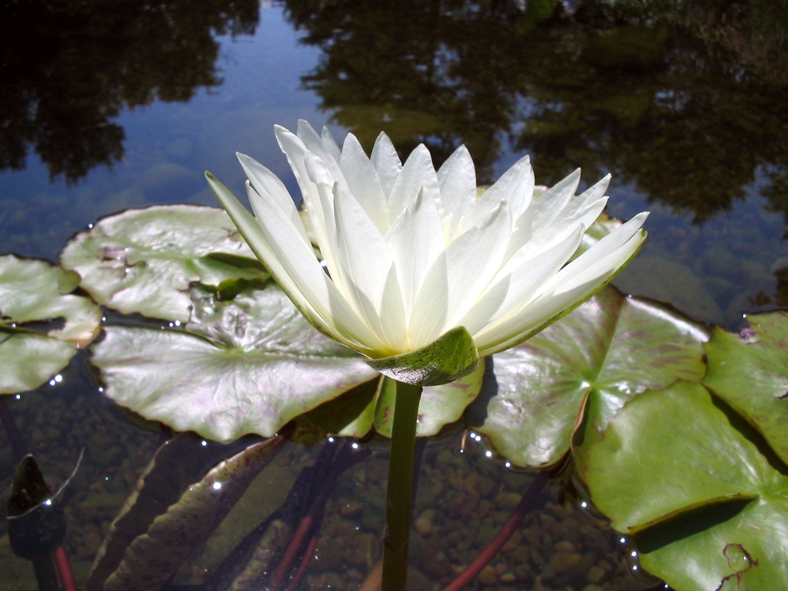 Water Lily 1