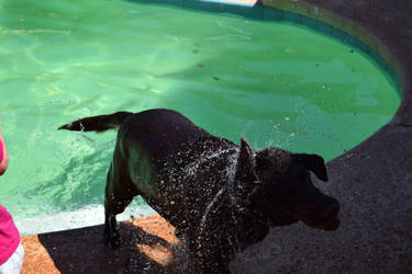 Labrador in Motion