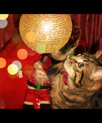 Christmas cat!!