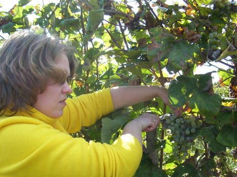 Trip to Hungary. Harvesting grapes.