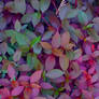 +|F2U|+ Colourful Leaves Custom Background