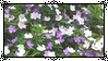 الغرفة الثانية __f2u___purple_flowers_stamp_by_raridecor_dcrmnzo-fullview.png?token=eyJ0eXAiOiJKV1QiLCJhbGciOiJIUzI1NiJ9.eyJzdWIiOiJ1cm46YXBwOjdlMGQxODg5ODIyNjQzNzNhNWYwZDQxNWVhMGQyNmUwIiwiaXNzIjoidXJuOmFwcDo3ZTBkMTg4OTgyMjY0MzczYTVmMGQ0MTVlYTBkMjZlMCIsIm9iaiI6W1t7ImhlaWdodCI6Ijw9NTYiLCJwYXRoIjoiXC9mXC8xMzkyZjJlMy1kMjE0LTQ0MGQtOGE5Ny02NWUxZDZmNWE0NjBcL2Rjcm1uem8tOTdkZjdlMmItNjMyZi00MjE2LWJmZTMtYzFhNzJjZGVhM2NmLnBuZyIsIndpZHRoIjoiPD05OSJ9XV0sImF1ZCI6WyJ1cm46c2VydmljZTppbWFnZS5vcGVyYXRpb25zIl19