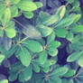 |F2U| Lush Leaves Custom Background