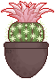 |F2U| Echinopsis pagedoll