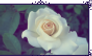 |F2U| White Rose Stamp