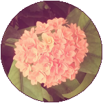 |F2U| Pink flowers circle