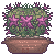 {F2U} Mammillaria Cacti