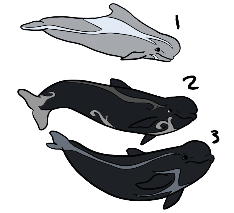 Short Finned Pilot Whales Adopt Lot 1-1/3OPEN