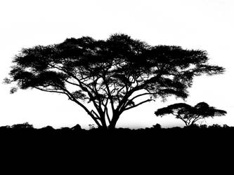 Umbrella Thorn Acacia B+W