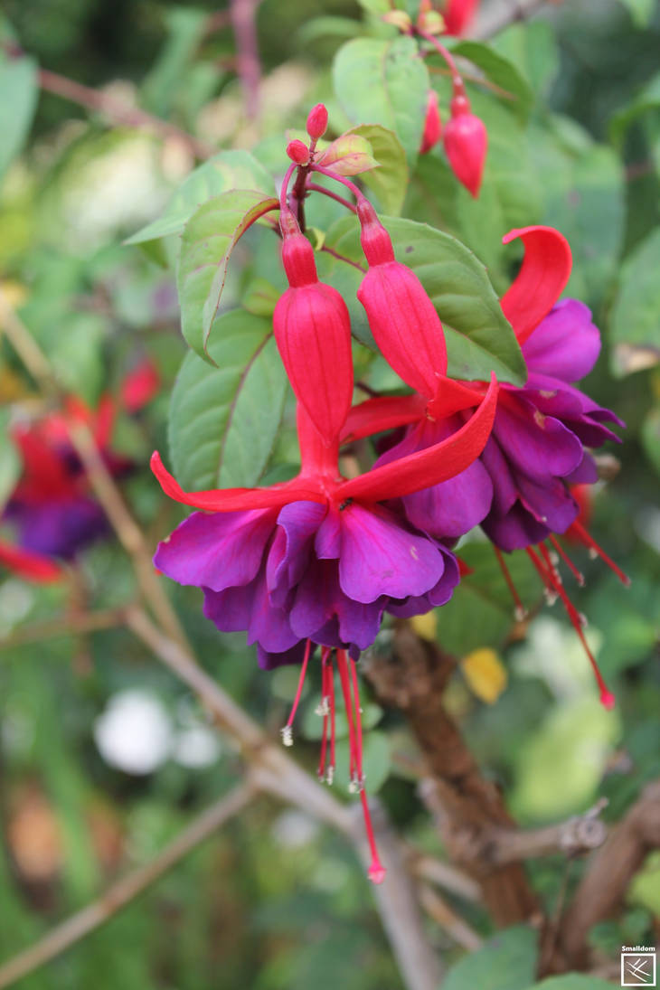 Double purple fuchsia by Smalldom on DeviantArt
