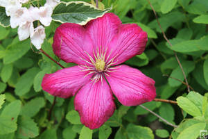 A clematis flower blossoms out of nowhere