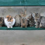 A bunch of kittens chilling on a bench