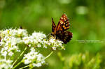 Butterfly by andreiciungan