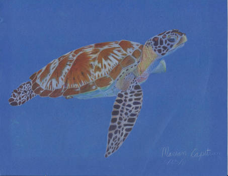 Sea Turtle