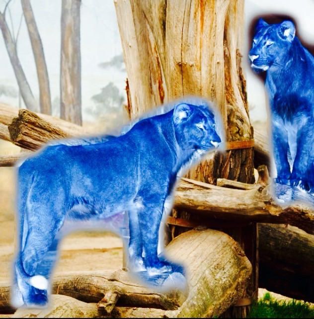 The Real Simba and Nala by TheFaithfulWatchFox on DeviantArt