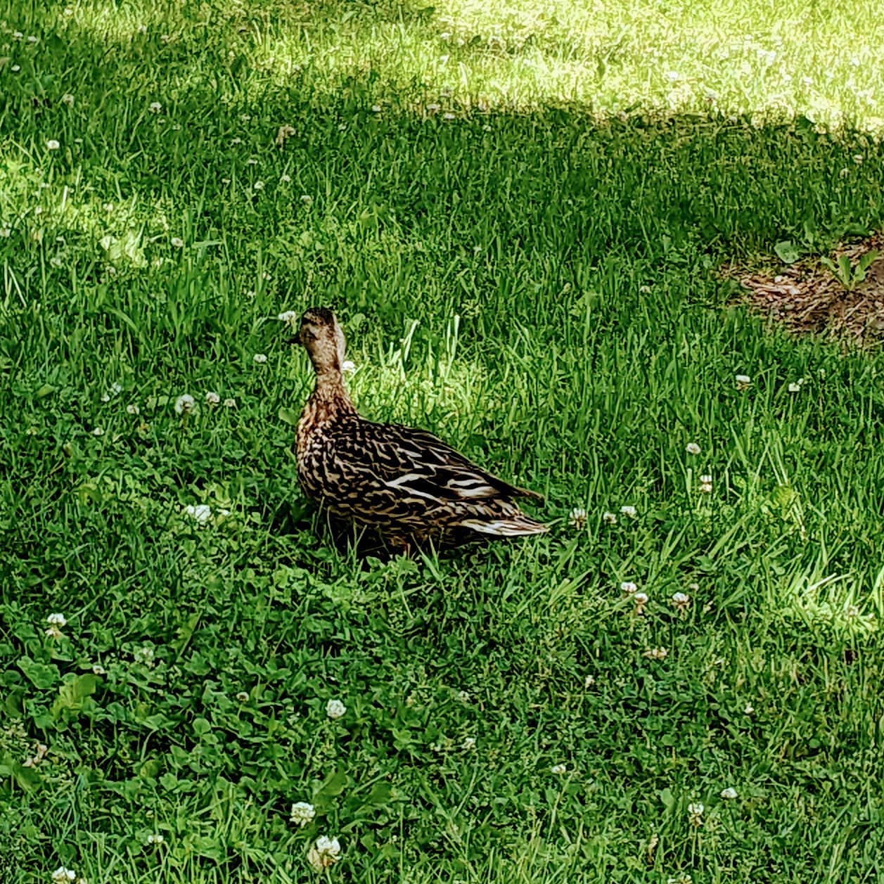 Couin, couin, couin, I am Saturnin