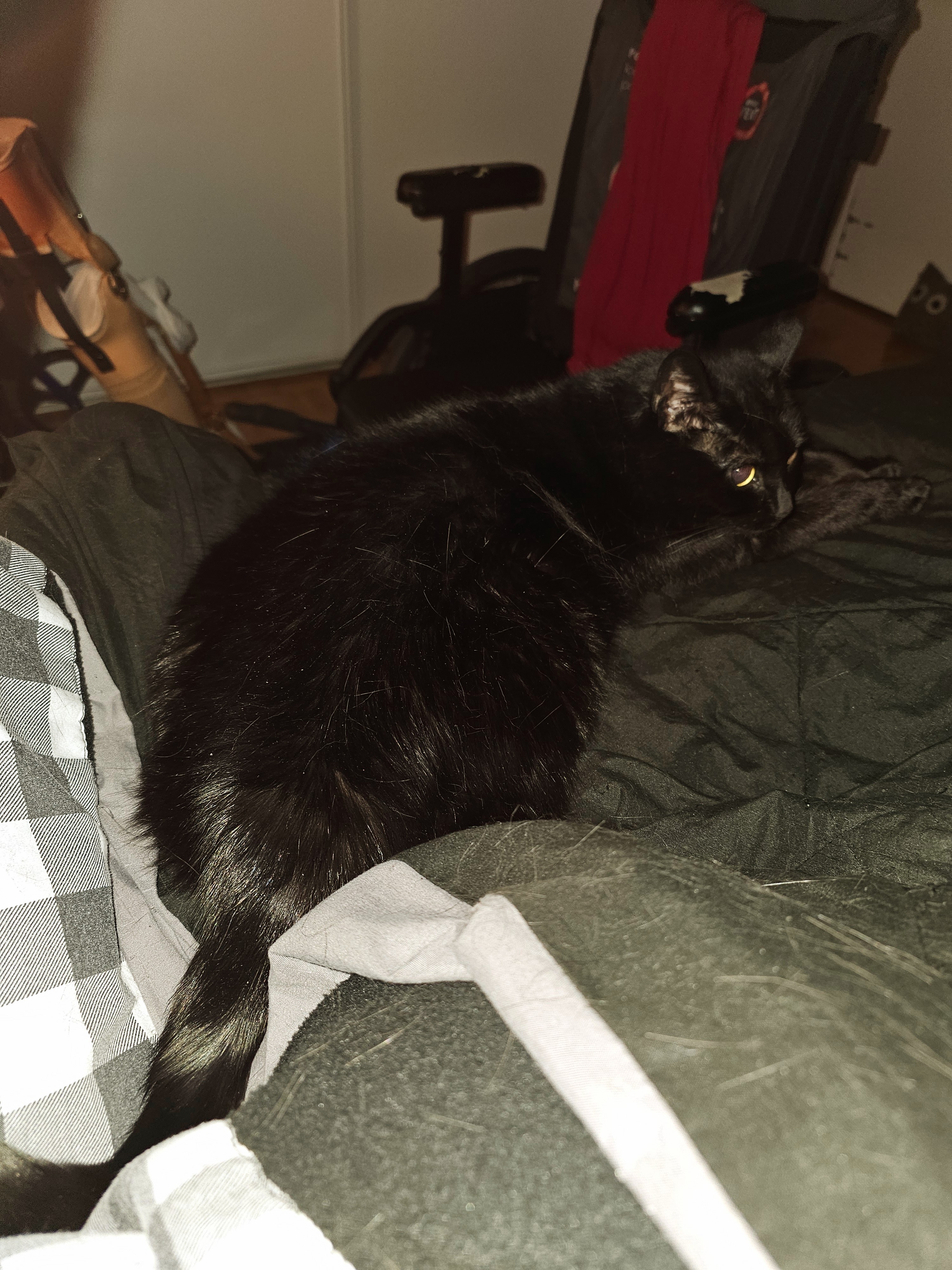 My beautiful Princess Goldy